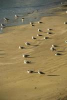 een kolonie van meeuwen verzameld Aan de strand voordat de zonsondergang foto