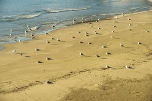 groot kolonie van meeuwen verzameld Aan de strand foto