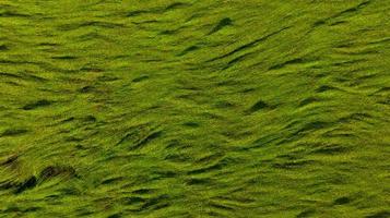antenne visie van groen rijst- veld- structuur achtergrond. rijst- planten buigen naar beneden naar Hoes grond van moesson winden. natuurlijk patroon van groen rijst- boerderij. bovenstaand visie van agrarisch veld. schoonheid in natuur. foto