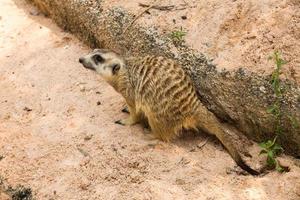 mangoest in de dierentuin zit Aan zand in de buurt de steen foto