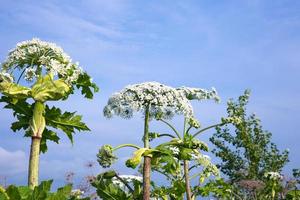 koe pastinaak bloesems Aan blauw lucht achtergrond foto