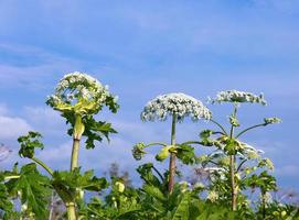 koe pastinaak bloesems Aan blauw lucht achtergrond foto