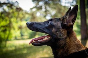 portret van een belgisch herder hond, Aan een wandelen in een groen park. foto