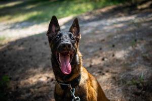 portret van een belgisch herder hond, Aan een wandelen in een groen park. foto