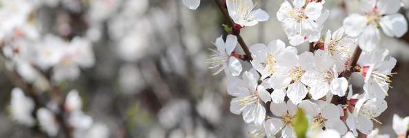 roze appel boom bloesems met wit bloemen Aan blauw lucht achtergrond foto