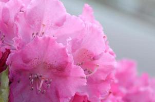 een groot struik bloeiend roze rododendron in botanisch tuin foto