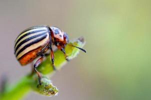 Colorado aardappel kever leptinotarsa decemlineata kruipen Aan aardappel bladeren foto