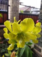 mooi groen orchidee bloem Bij de huis tuin foto