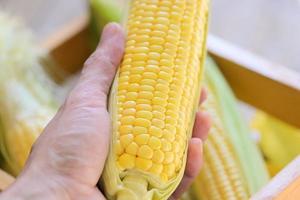 maïs Aan de maïskolf, zoet maïs Aan hand- voor Koken voedsel, vers maïs Aan houten achtergrond, oogst rijp maïs biologisch foto