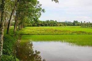 rijst- velden en rubber plantages in landelijk Thailand foto