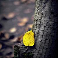 een geel blad leugens alleen Aan een boom romp foto