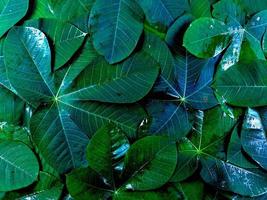 creatief tropisch blad achtergronden met donker en koel kleur tonen foto