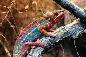 bijeenkomst kameleon. reptiel en reptielen. amfibie en amfibieën. tropisch fauna. dieren in het wild en zoölogie. foto