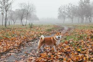 Japans shiba inu ras hond wandelingen in de herfst mistig park. oekraïens hond shiba inu kent foto