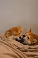 Japans shiba inu honden. mam en dochter shiba inu Speel grappig foto