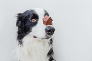 grappig portret van schattige puppy hondje border collie miniatuur speelgoed model huis op de neus te houden, geïsoleerd op een witte achtergrond. onroerend goed hypotheek onroerend goed sweet home hondenopvang concept foto