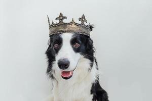 schattige puppy hondje met grappige gezicht border collie dragen koning kroon geïsoleerd op een witte achtergrond. grappig hondenportret in koninklijk kostuum in carnaval of halloween. hond heer tovenaar of prins, dog power thema. foto