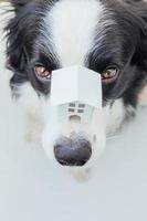 grappig portret van schattige puppy hondje border collie miniatuur speelgoed model huis op de neus te houden, geïsoleerd op een witte achtergrond. onroerend goed hypotheek onroerend goed sweet home hondenopvang concept foto