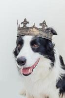 schattige puppy hondje met grappige gezicht border collie dragen koning kroon geïsoleerd op een witte achtergrond. grappig hondenportret in koninklijk kostuum in carnaval of halloween. hond heer tovenaar of prins, dog power thema. foto