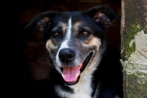 portret bastaard- verdwaald hond Aan donker achtergrond foto