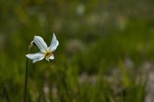 dichter narcis, gele narcis veld, narcissen in de wild. foto