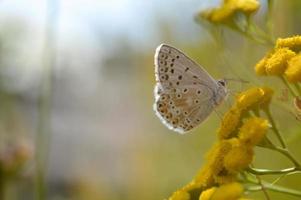 bruin argus in een boerenwormkruid bloem, klein bruin, grijs vlinder . foto