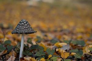 bruin en wit gevlekte paddestoel foto