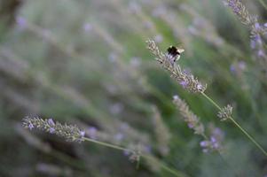 hommel Aan een lavendel bloem, in de lavendel tuin, foto