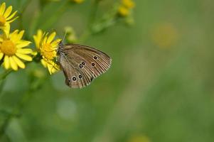 ringetje vlinder Aan een geel wilde bloemen in natuur dichtbij omhoog, foto