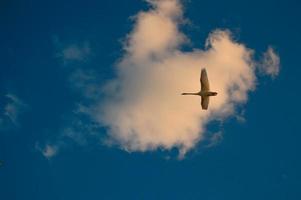 zwaan vliegen, blauw lucht en wolken foto