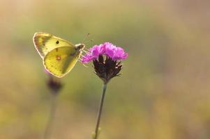 bewolkt geel, geel vlinder Aan een bloem in natuur macro. foto