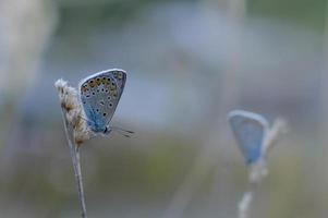 gemeenschappelijk blauw vlinder Aan een droog fabriek in natuur dichtbij omhoog. foto