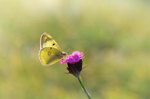 bewolkt geel, geel vlinder Aan een bloem in natuur macro. foto