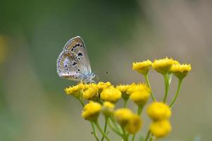 bruin argus in een boerenwormkruid bloem, klein bruin vlinder . foto