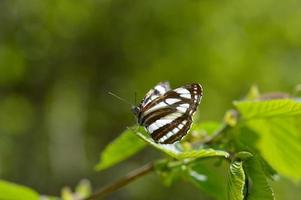 gemeenschappelijk matroos, bruin en wit vlinder Aan een groen blad macro foto