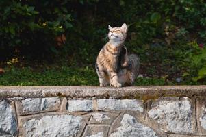 schattig kat buitenshuis Aan de straat zitten, kat met strepen foto