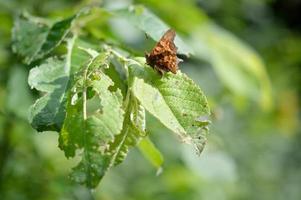 bruin komma vlinder Aan een groen blad in natuur macro. foto