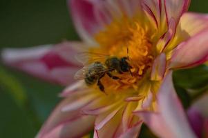 bij Aan een roze en geel dahlia dichtbij omhoog, macro. foto