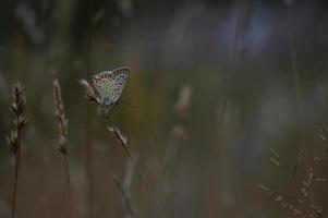 bruin argus vlinder Aan een fabriek bruin grijs klein vlinder foto