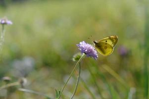 bewolkt geel, geel vlinder Aan een Purper wild bloem foto