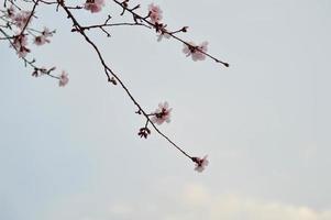 roze boom bloesem natuur foto, pastel roze bloemblaadjes, voorjaar foto