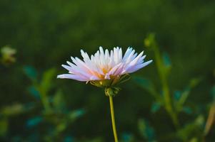 pastel roze dahlia bloem kant visie foto