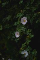 wild roos struik, hond roos struik, verticaal afbeelding, foto