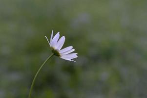 os oog madeliefje, in natuur dichtbij omhoog, wit wild bloem foto