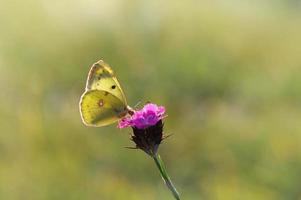 bewolkt geel, geel vlinder Aan een bloem in natuur macro. foto