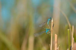 twee blauw libellen Aan een fabriek foto