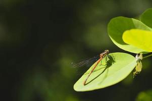 rood libel Aan een groen blad macro foto