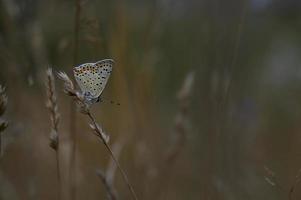 bruin argus vlinder Aan een fabriek bruin grijs klein vlinder foto