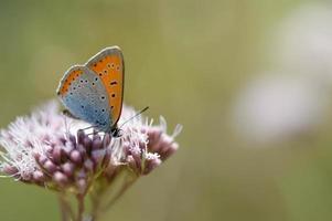 oranje en blauw vlinder Aan een roze bloem foto
