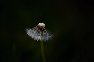 paardebloem zaad hoofd in natuur, donker achtergrond, macro foto